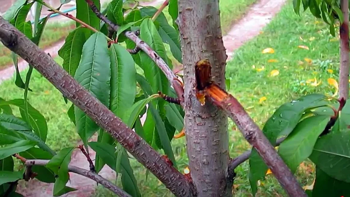 Kırılan dalı koparıp atmayın! onarılıyormuş…