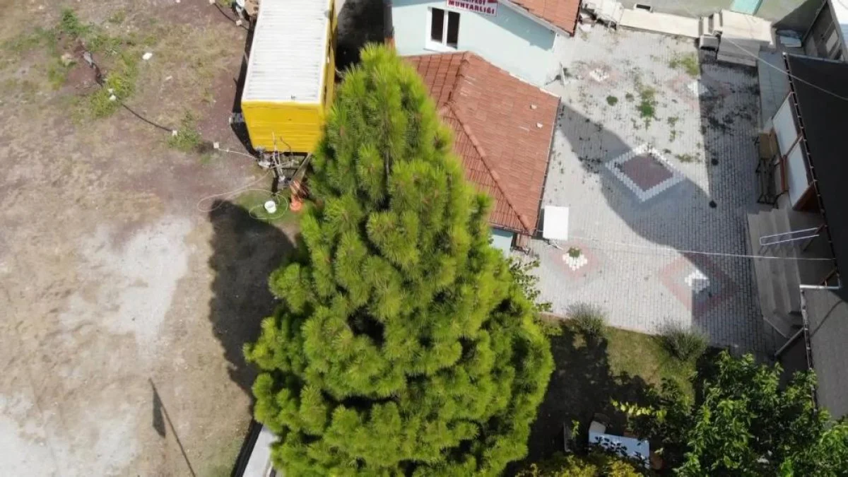 Kütahya’daki “Erhami” karaçam ağaçlarının başka örneği yok