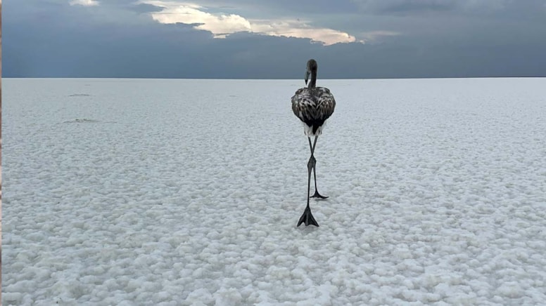 Tuz Gölü’nde renkli veda: Flamingolar Güney’e doğru yola çıkıyor