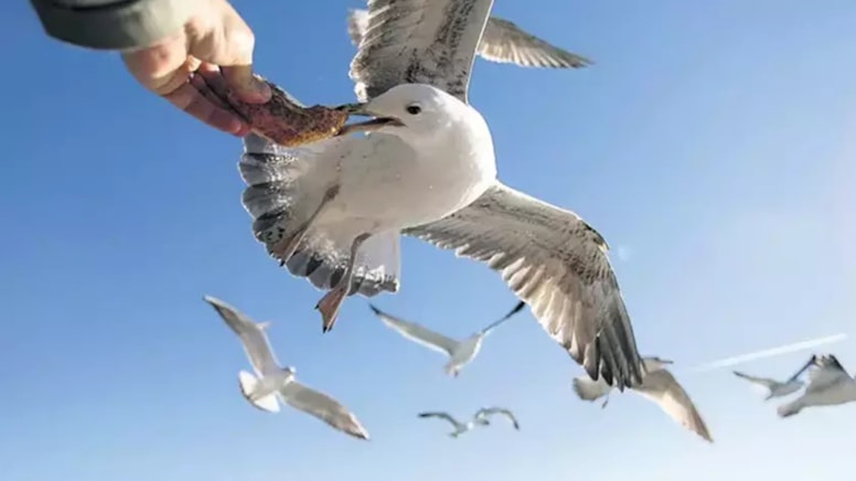 Martı kabusu! insanların hayatını cehenneme çevirdiler