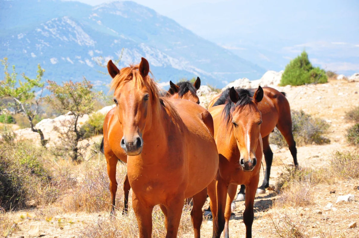 Manisa’da yılkı atları