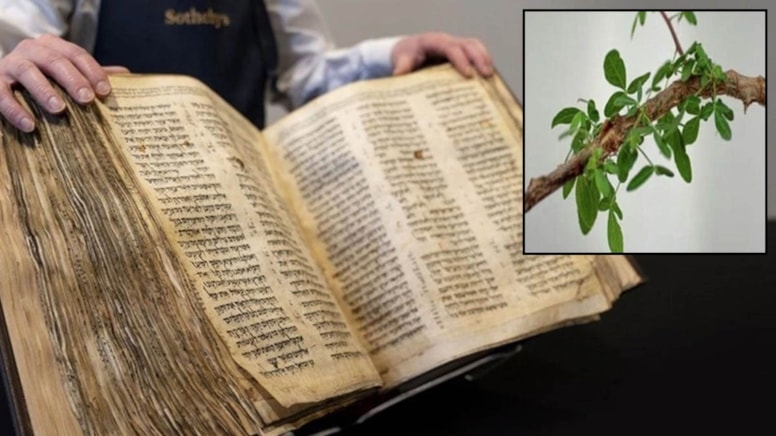 Anti-kanser özelliğiyle dikkat çeken ve İncil’de adı geçen Mistik Ağaç 1000 yıllık tohumla tekrar yetişti!