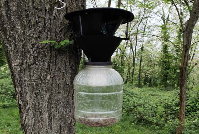 Fındıkçıya Kokarca Tuzağı Komedisi