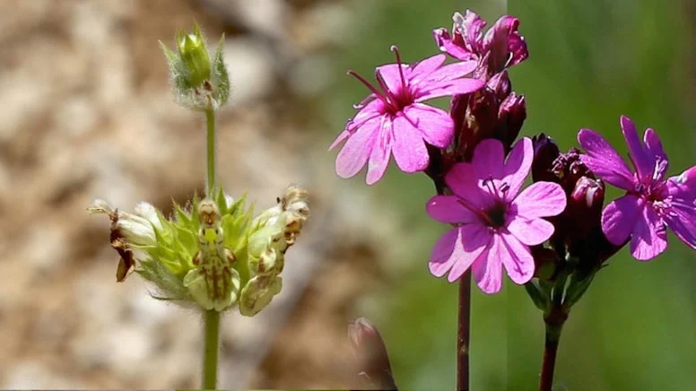 Dünyada sadece Bayburt’ta yetişen Stachys Bayburtensis’i koparan yandı!