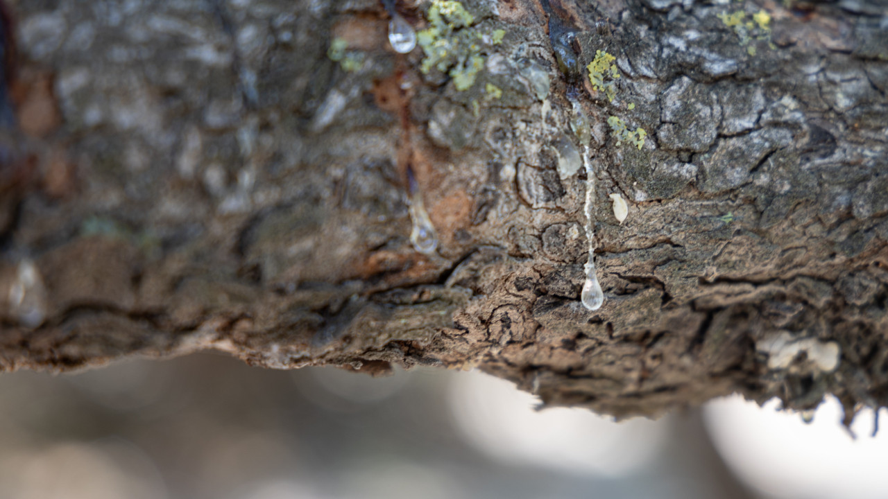 Çeşme’de sakız hasadı başlıyor: Kilogramı 12 bin TL