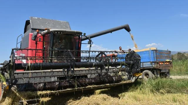 Sinop’ta üreticiler, yeni sezon çeltik hasadına başladı