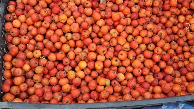 Beypazarı’nda Alıç Sezonu Başladı