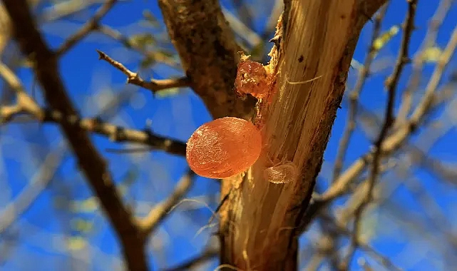 Akasya Gamının (Arap zamkı) Faydaları ve Zayıflamaya Etkisi