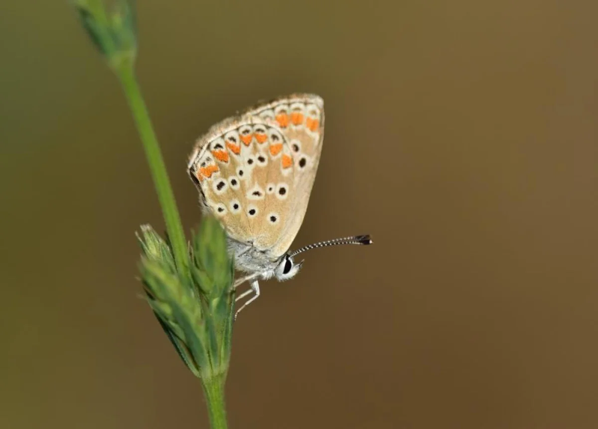 Türkiye’deki 430 kelebek türünün 230’u Van Gölü Havzası’nda