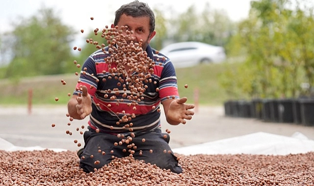 Fındık Üreticileri Mikro İşletmelere Dönüşerek Ürünlerine Değer Katıyor
