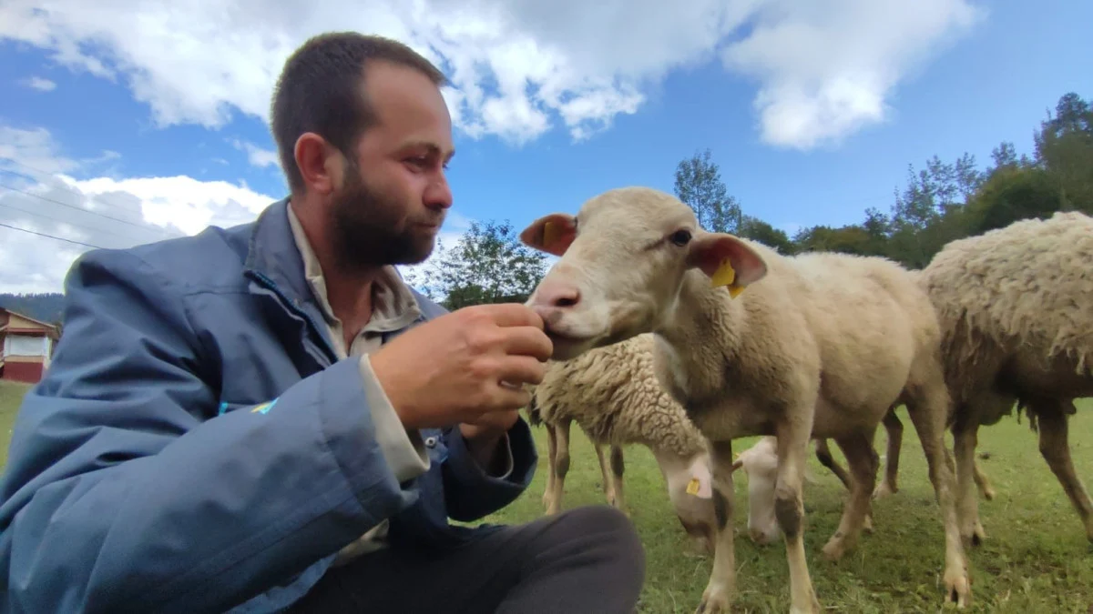 Artvin’de kaymakamlık hayali kuran genç, çoban oldu