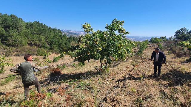 Manisa’da kestane hasadına başlandı