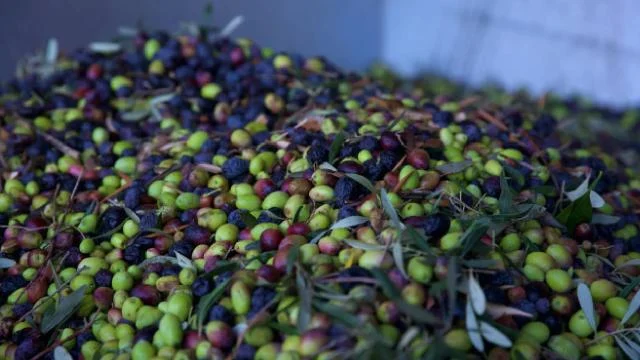 Köyüne zeytinyağı tesisi kuran girişimci kadın, 15 kişiyi istihdam etti