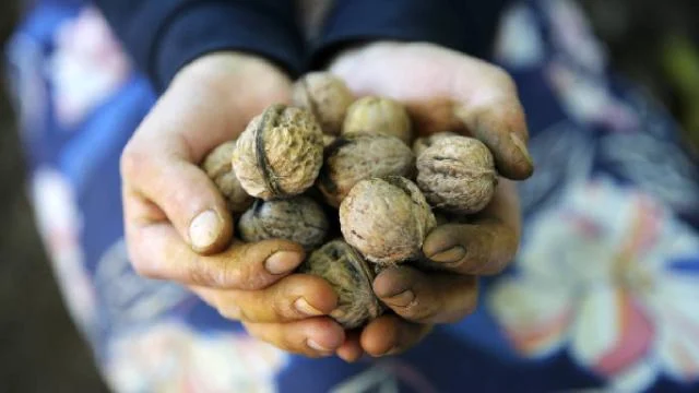 Geleneksel yöntemlerle ceviz hasadı başladı