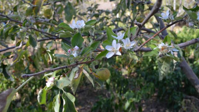 Çankırı’da elma ağacı ekim ayında çiçek açtı
