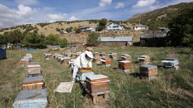 Köyünde 1 kovanla arıcılığa başladı, bu sene 1 ton bal hasadı yaptı