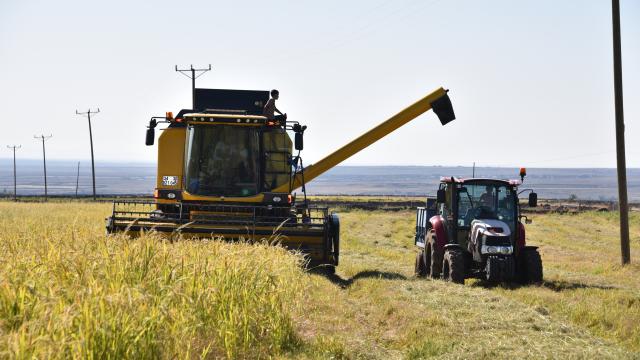 Şanlıurfa’da tescilli Karacadağ pirincinde hasat başladı