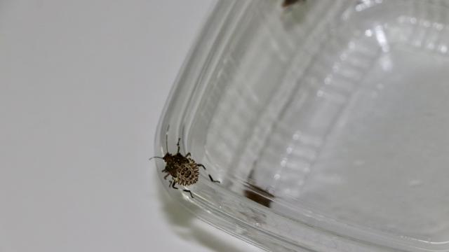 Kahverengi kokarcayla mücadelede yeni adım