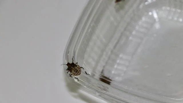 Kahverengi kokarcayla mücadelede yeni adım