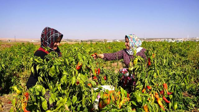 Gaziantep’te kırsaldaki çiftçi kadınlar ev ekonomisini kalkındırıyor