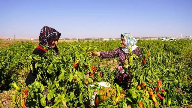 Gaziantep’te kırsaldaki çiftçi kadınlar ev ekonomisini kalkındırıyor