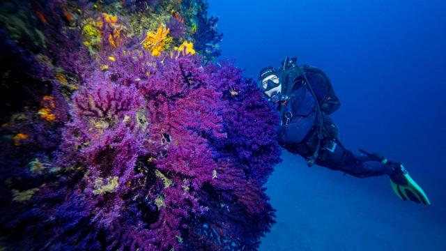Ayvalık’ın su altı zenginlikleri görüntülendi