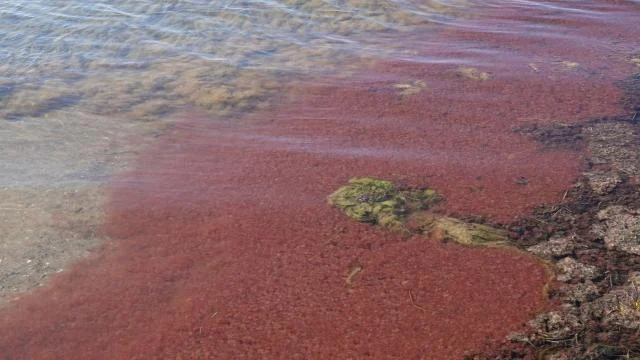 Çanakkale’de sahil kırmızı renge büründü