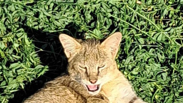 Yaralı saz kedisi koruma altına alındı