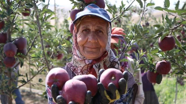 Sıcaklık ve kuraklık Niğde’de elma üretimini olumsuz etkiledi