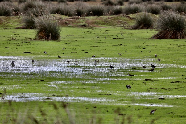 Yağışlar Kızılırmak Deltası Kuş Cenneti’ni yeniden canlandırdı