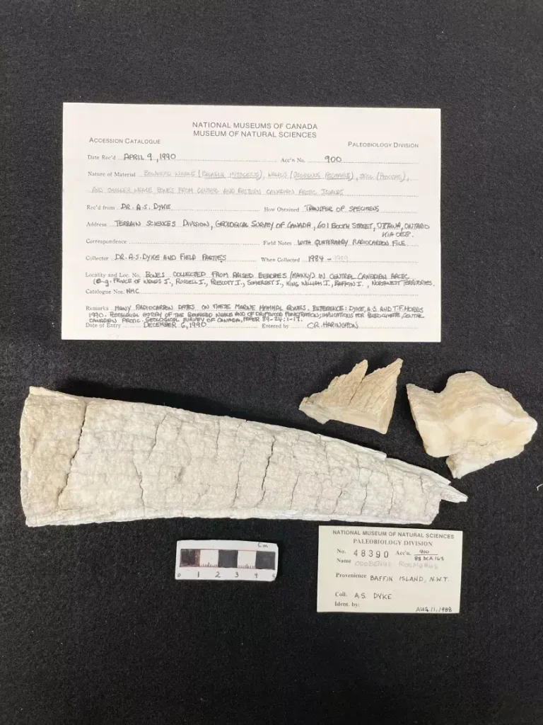 Vikinglerin Yerli Kuzey Amerikalılarla En Erken Ticareti Yaptığını Ortaya Koyuyor