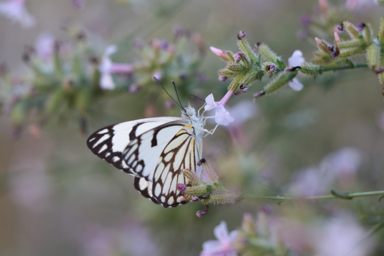 “Beyaz öncü kelebeği” için yüzlerce kilometre yol katettiler