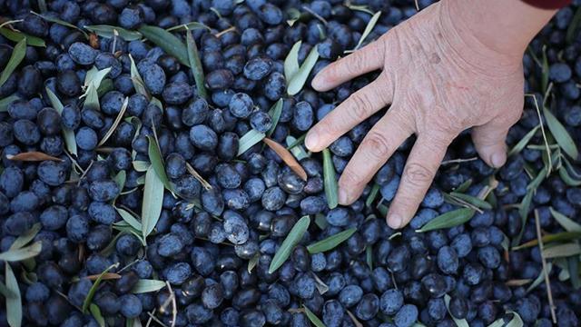 Marmarabirlik ürün alım fiyatlarını açıkladı