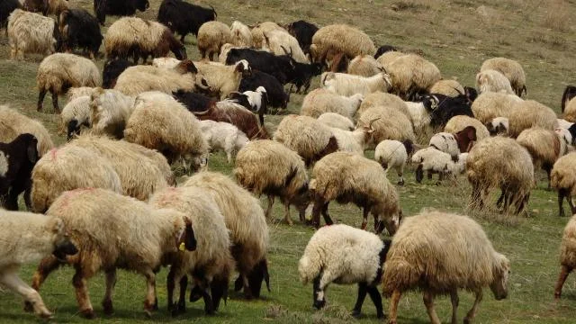 Yunanistan’da çiçek hastalığı nedeniyle koyun ve keçilerin taşınmasına yasak geldi
