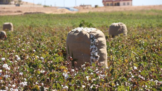 ‘Şanlıurfa pamuğu’ tescillendi