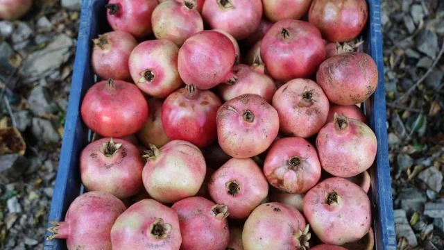 Tescilli Kuytucak narı bahçede 20 lira