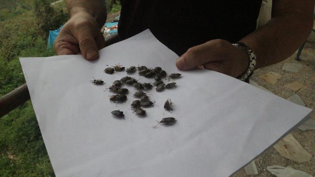 Kahverengi kokarca ile mücadele için yoğun çalışmalar yürütülüyor