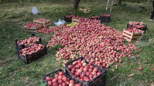 Hakkari’de elma hasadı başladı