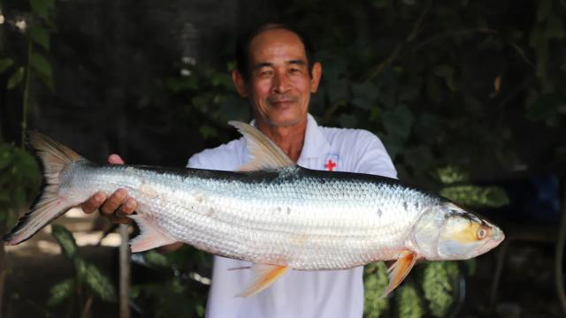 Kamboçya’da görülen 3 balığın nesli tükendiği sanılan bir türe ait olduğu belirlendi