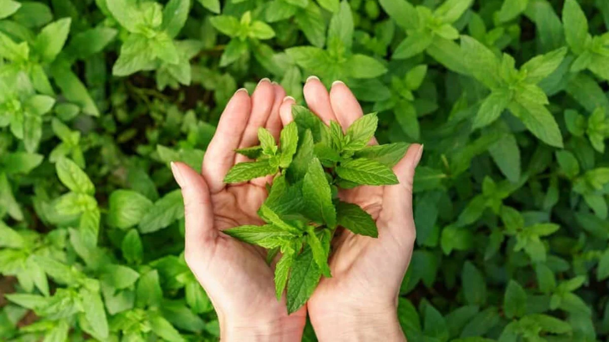 Karanfil diyenler yanıldı! Sarımsaktan sonra bir miktar çiğneyin, kokuyu anında yok edin