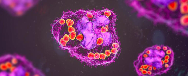 Bilim İnsanları Yeni Bir Hücre Keşfetti. 100 Yıl Önce Tahmin Edilmişti.