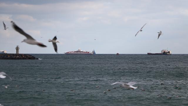 Karadeniz’deki ısınma Marmara’da alg patlamalarını tetikleyebilir