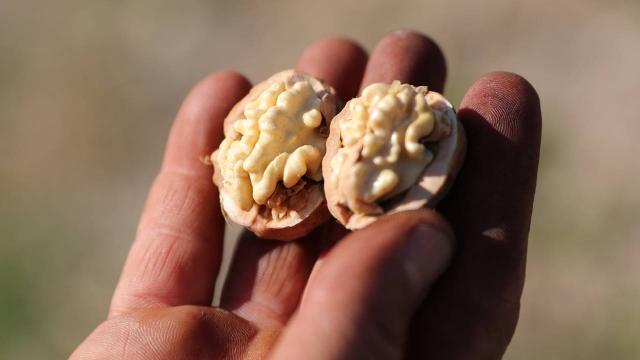 Çorak arazileri diktiği 35 bin ceviz fidanıyla yeşertti