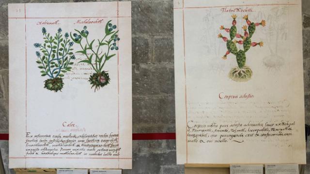 Meksika’nın tıbbi bitkileri Nevşehir’deki resim sergisinde tanıtıldı