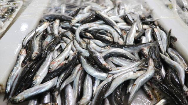 Tekirdağ’da hamsi tezgahlarda yer almaya başladı