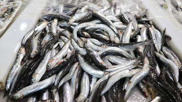 Tekirdağ’da hamsi tezgahlarda yer almaya başladı