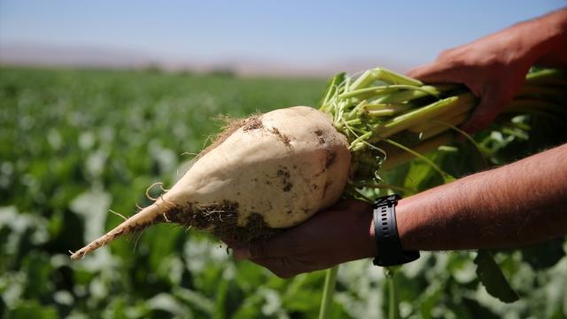 Karaman’da kantarlar pancar alımına dualarla başladı