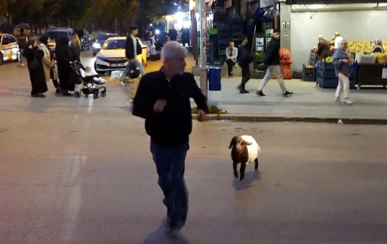 3 aylık sevimli ‘Fulya’ kuzu sahibini gölge gibi takip ediyor