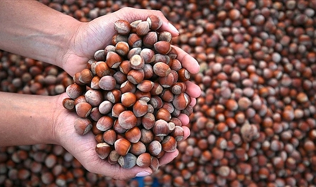 Türkiye, Fındık İhracatında İlk Ayda 197 Milyon Dolar Gelir Elde Etti