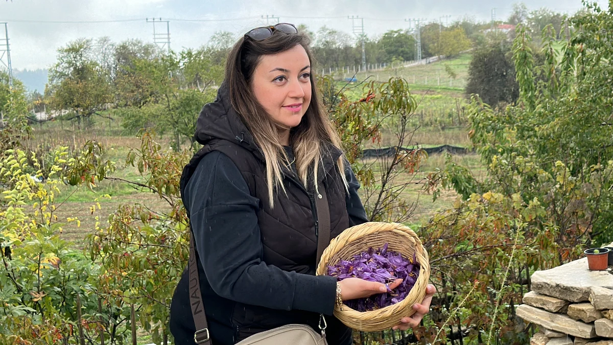 Safranbolu’da safran altından daha pahalı